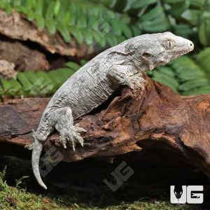 Baby Leachianus Gecko #3