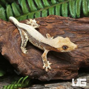 Juvenile Lilly White Crested Gecko #2