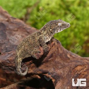 Baby Melanistic Leachianus Gecko