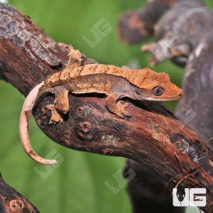 Juvenile Red Extreme Harlequin Crested Gecko #7