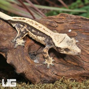 Juvenile Quad Stripe Crested Gecko