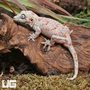 Juvenile Orange Reticulated Gargoyle Gecko