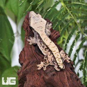 Adult Male Tailless Extreme Harlequin Crested Gecko #3