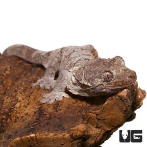 Adult Male Mniarogekko Chahoua Gecko