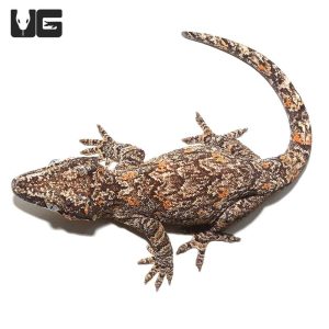 Adult Male Orange Blotched Gargoyle Gecko