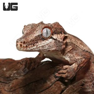 Sub-Adult High Contrast Striped Gargoyle Gecko