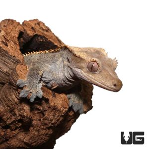 Adult Pinstripe Harlequin Crested Gecko