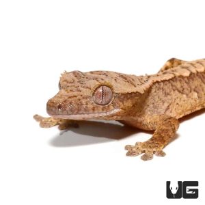 Baby Amber Harlequin Crested Gecko