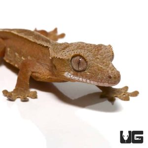 Baby Chocolate Phantom Harlequin Pinstripe Crested Gecko