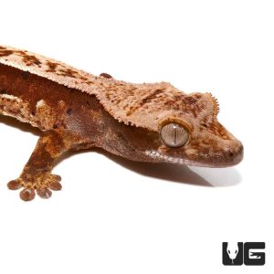 Baby Cream Patterned Pinstripe Porthole Crested Gecko