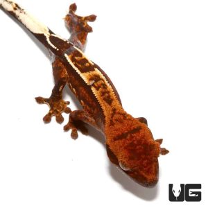 Baby Dark Base Reverse Partial Pinstripe Crested Gecko