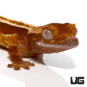 Baby Extreme Harlequin Porthole Pinstripe Crested Gecko