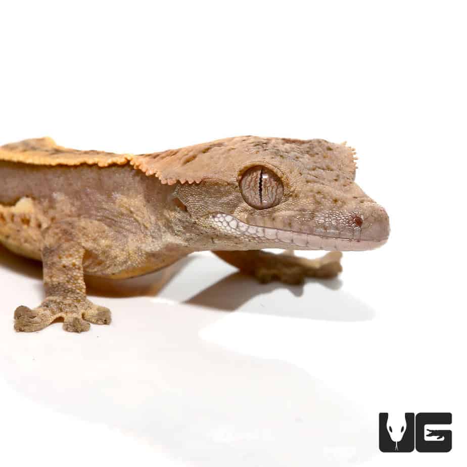 Baby Harlequin Cream Extreme Porthole Pinstripe Crested Gecko