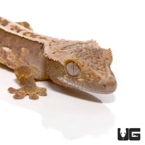 Baby Mocha Cream Pinstripe Porthole Crested Gecko
