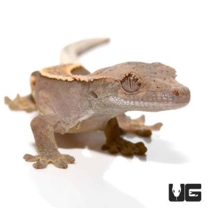 Baby Orange Harlequin Dalmatian Pinstripe Crested Gecko
