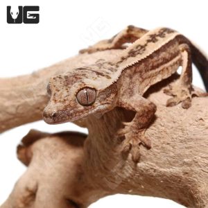 Baby Quadstripe Crested Gecko #1