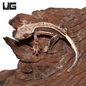 Baby Quadstripe Crested Gecko #2