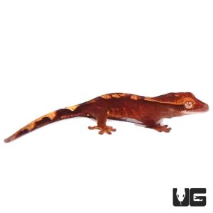 Ember Crested Gecko (HYBRID)