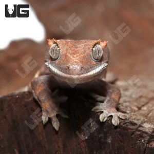 Juvenile Cappuccino Crested Gecko #1