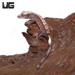 Juvenile Cappuccino Crested Gecko #2