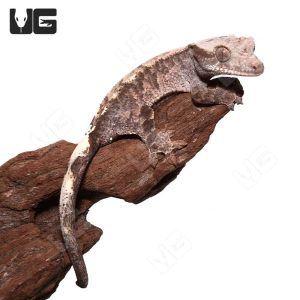 Juvenile Cappuccino Crested Gecko #3
