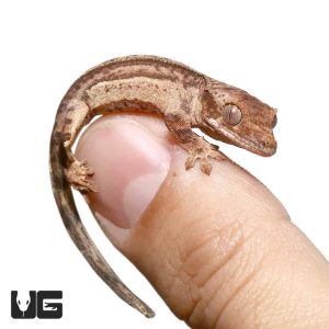 Baby Phantom Reverse Pinstripe Quad Stripe Crested Gecko